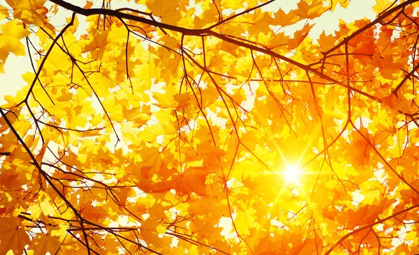 Autumn Leaves Sun Fall Blurred Background — Stock Photo, Image