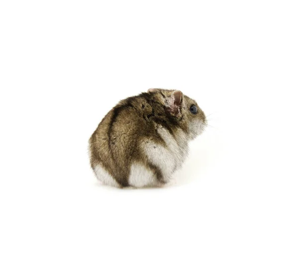 Hamster Nain Isolé Sur Blanc — Photo