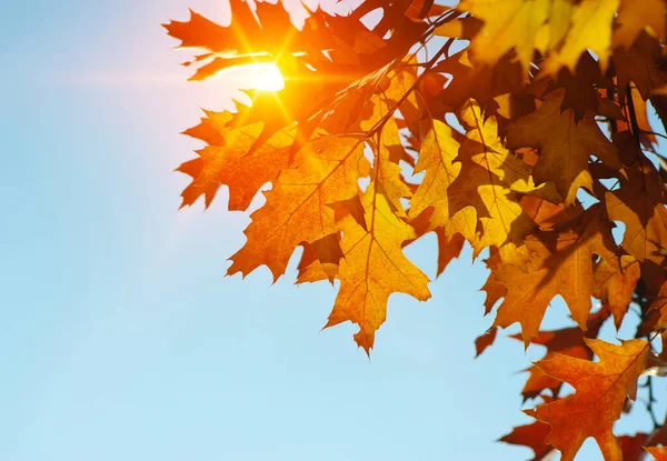 Autumn Leaves Sun Fall Blurred Background — Stock Photo, Image