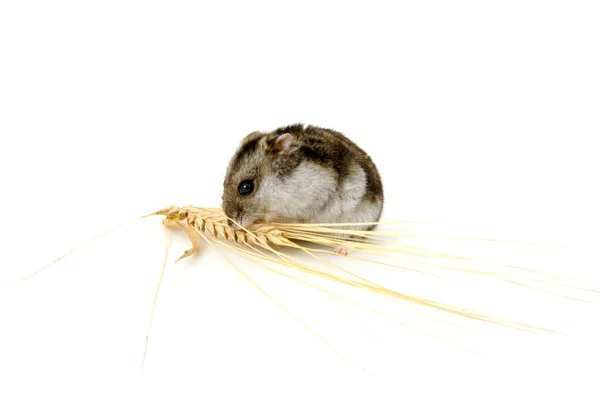 Hamster Nain Isolé Sur Blanc — Photo