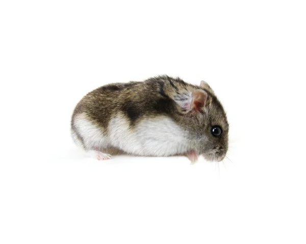 Hamster Nain Isolé Sur Blanc — Photo