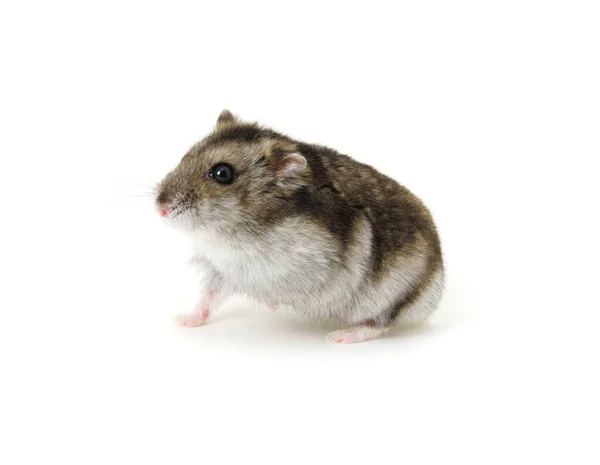 Hamster Anão Isolado Branco — Fotografia de Stock