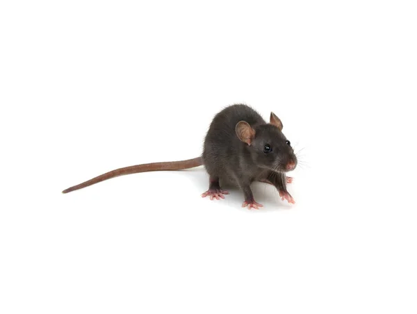 Ratte Isoliert Auf Weißem Hintergrund — Stockfoto