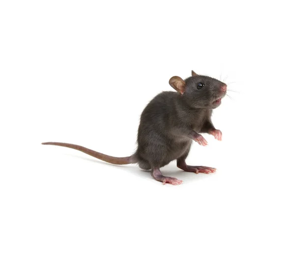 Tikus Terisolasi Latar Belakang Putih — Stok Foto