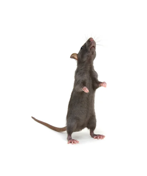 Zwarte Rat Geïsoleerd Witte Achtergrond — Stockfoto
