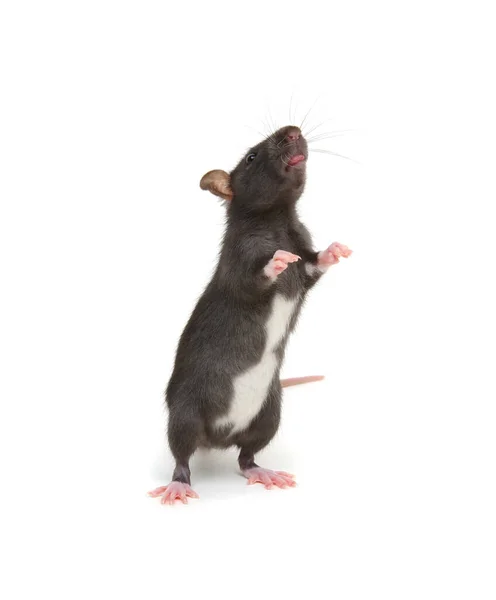 Rat Standing Hind Legs White Background — Stock Photo, Image