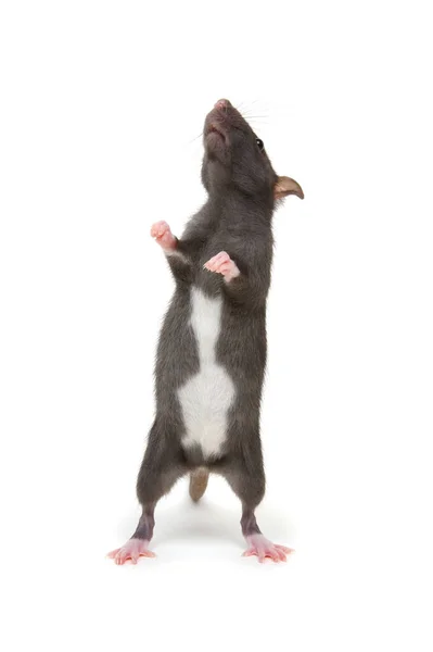 Rat Standing Hind Legs White Background — Stock Photo, Image