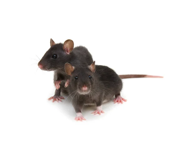 Deux Rats Sur Fond Blanc — Photo