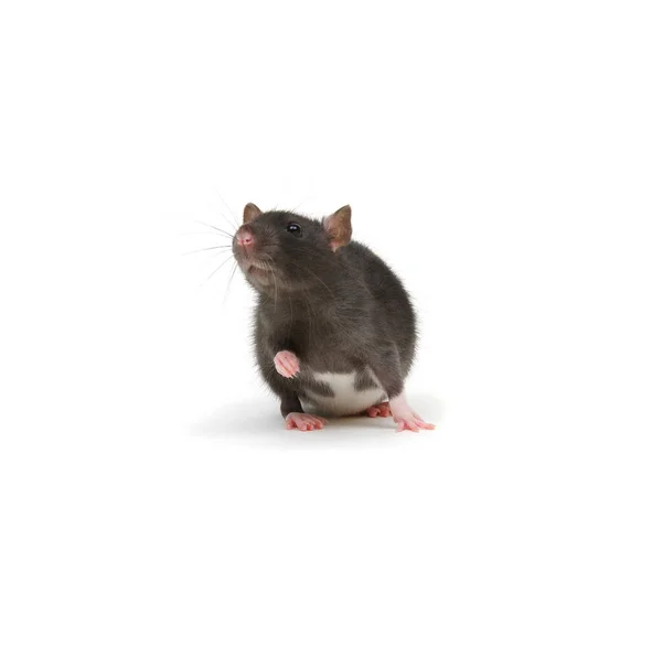 Black Rat Isolated White Background — Stock Photo, Image