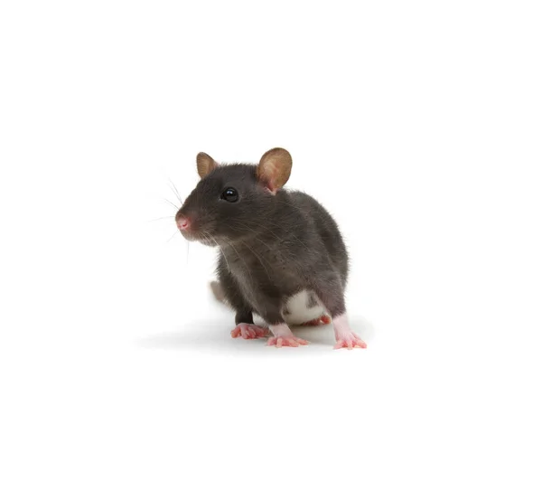 Svart Råtta Isolerad Vit Bakgrund — Stockfoto