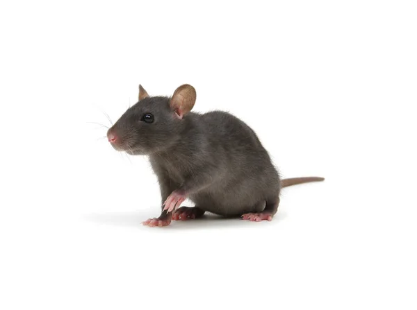 Grappige Rat Geïsoleerd Witte Achtergrond — Stockfoto