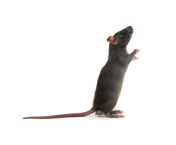 Крыса стоит на задних лапах на белом фоне