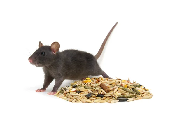 Rat Rodents Feed Isolated White — Stock Photo, Image