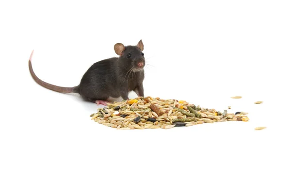 Ratten Knaagdieren Voeden Zich Geïsoleerd Wit — Stockfoto