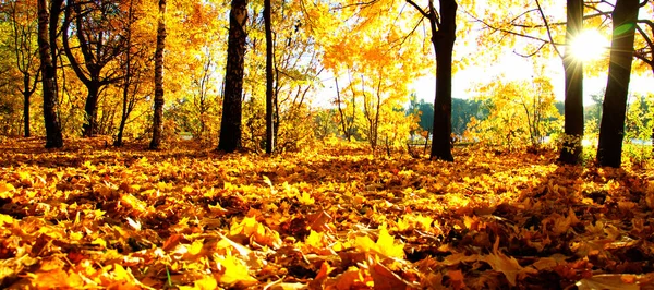 Autumn Trees Sun Park — Stock Photo, Image