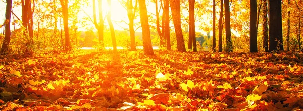 Herbstbäume Der Sonne Park — Stockfoto