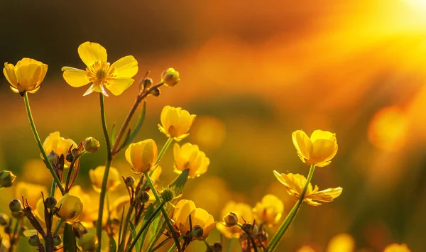 Bahar çiçekleri ve güneş ışığı tarlası