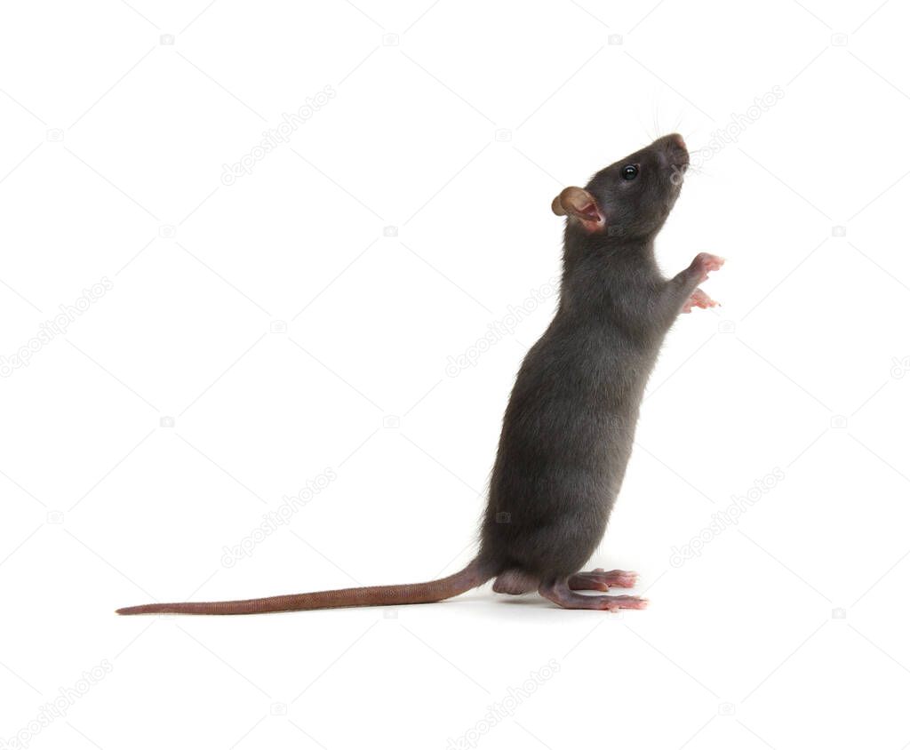 Rat standing on hind legs on white background