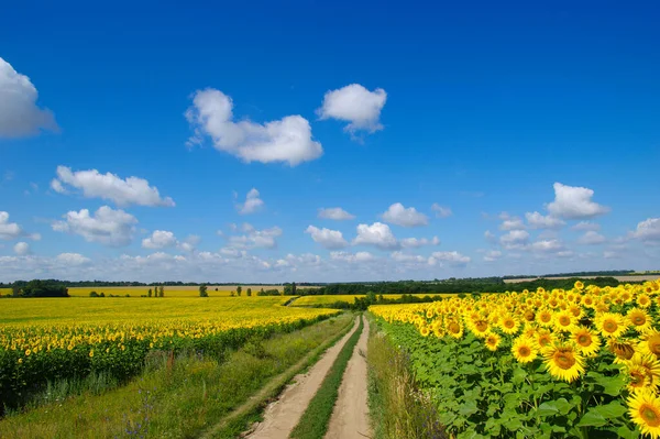 Feld Blühender Sonnenblumen Vor Blauem Himmel — Stockfoto