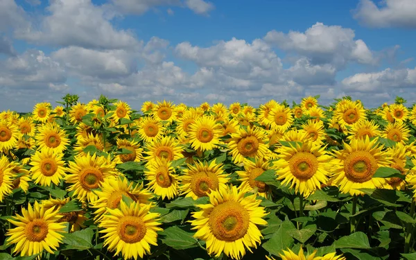 Field Blooming Sunflowers Background Blue Sky — Stock Photo, Image