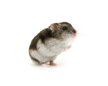 Beyaz tenli cüce hamster.