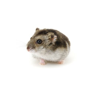 Beyaz tenli cüce hamster.