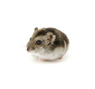 Beyaz tenli cüce hamster.