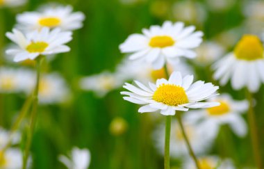 Yeşil alanda beyaz papatyalar