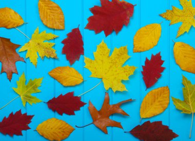  Ahşap mavi arka planda sonbahar yaprakları