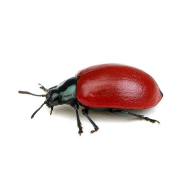 Beyaz arka planda kırmızı böcek 