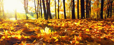  Parkta güneşte sonbahar ağaçları