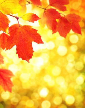  Arka planda sonbahar yaprakları bulanık