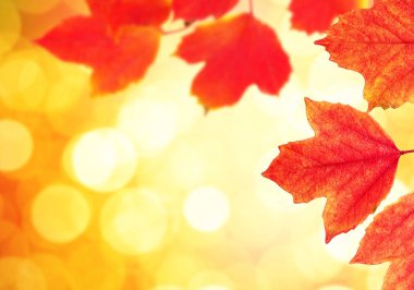  Arka planda sonbahar yaprakları bulanık