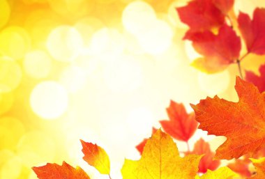  Arka planda sonbahar yaprakları bulanık