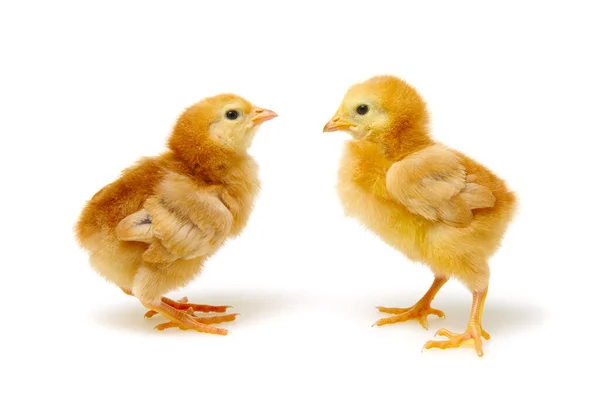 Niedliche Kleine Neugeborene Hühner Isoliert Auf Weißem Hintergrund — Stockfoto