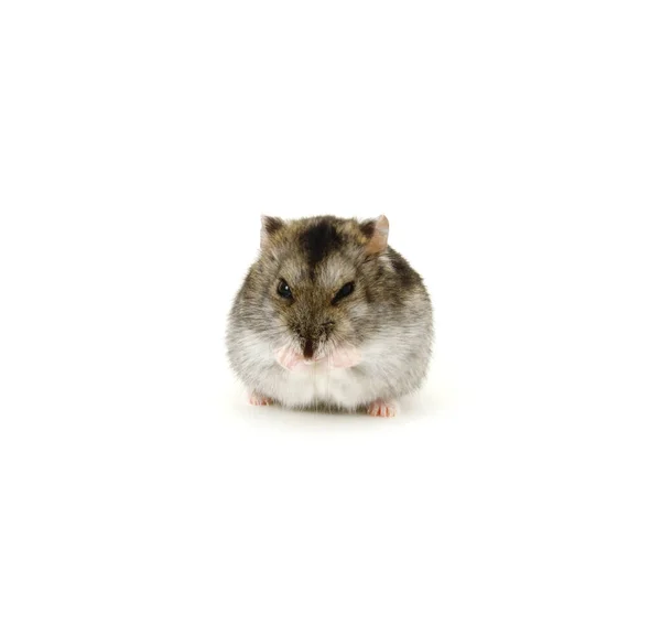 Hamster Nain Isolé Sur Blanc — Photo