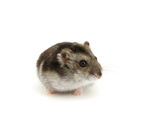 Hamster Nain Isolé Sur Blanc — Photo