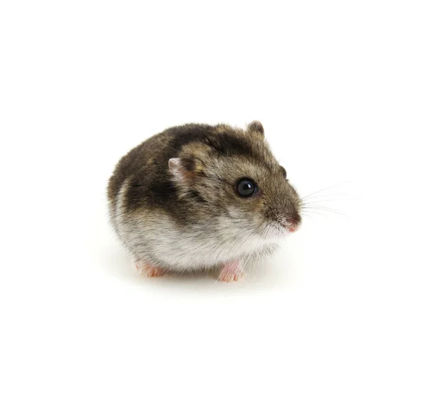 blueberry hamster