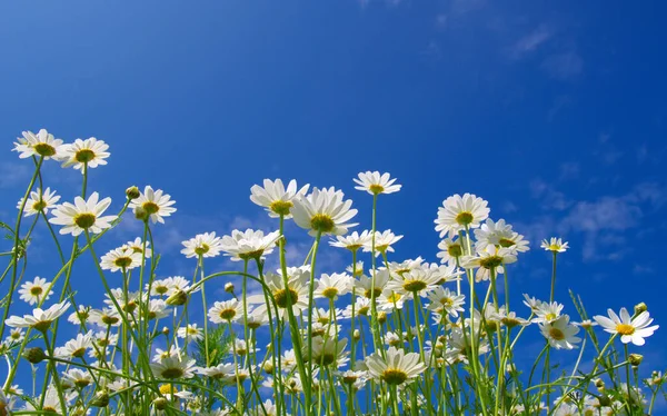 White Camomiles Blue Sky Background — Stock Photo, Image