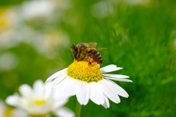 Biene Auf Der Kamillenblüte — Stockfoto