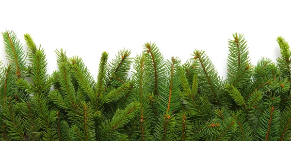 Fir Tree Branch Isolated White Background — Stock Photo, Image