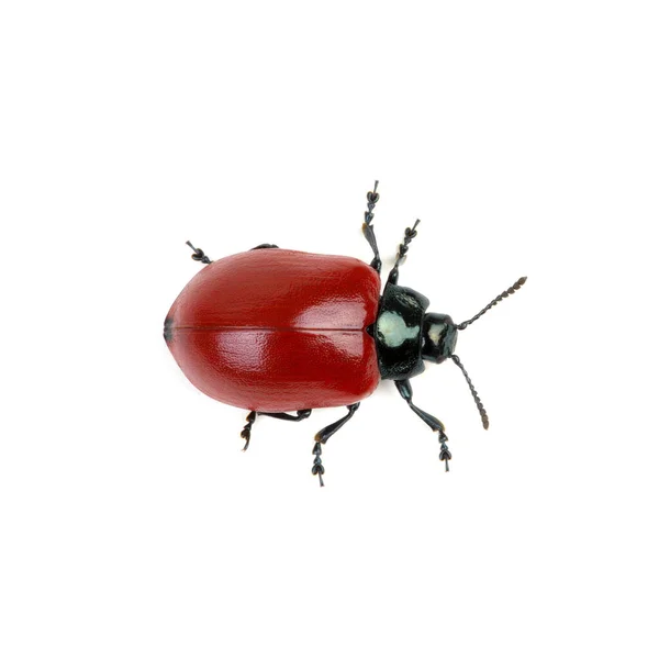 Roter Käfer Auf Weißem Hintergrund — Stockfoto