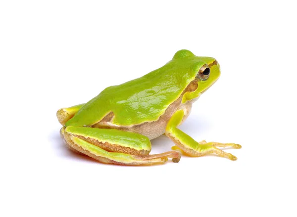 Groene Boomkikker Geïsoleerd Witte Achtergrond — Stockfoto