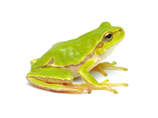 Groene Boomkikker Geïsoleerd Witte Achtergrond — Stockfoto