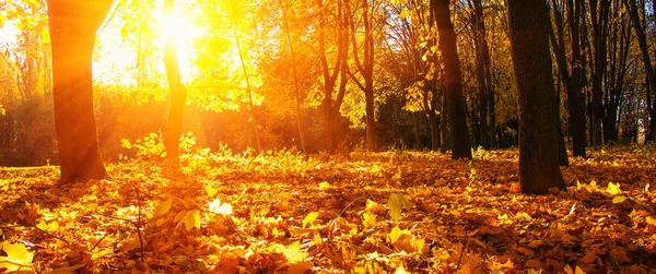 Árvores Outono Sol Parque — Fotografia de Stock