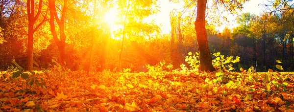 Parkta Güneşte Sonbahar Ağaçları — Stok fotoğraf
