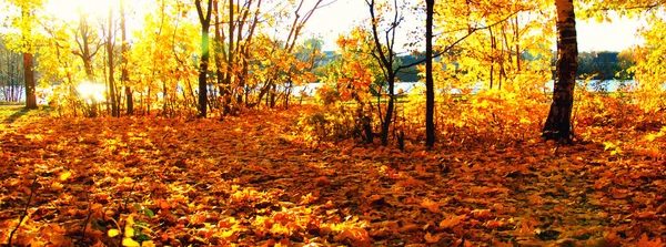 Podzimní Stromy Slunci Parku — Stock fotografie