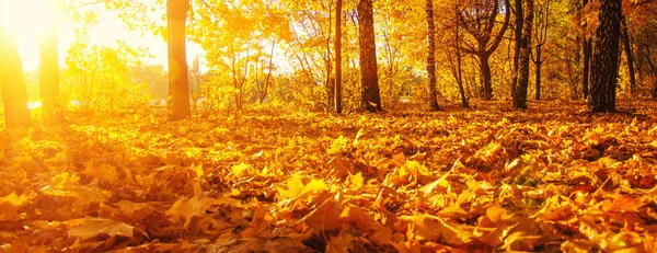 公園の太陽の下の秋の木 — ストック写真