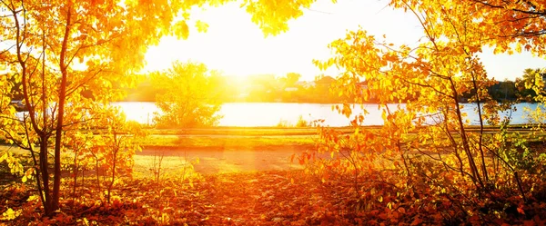 Stock image  autumn trees on sun in park