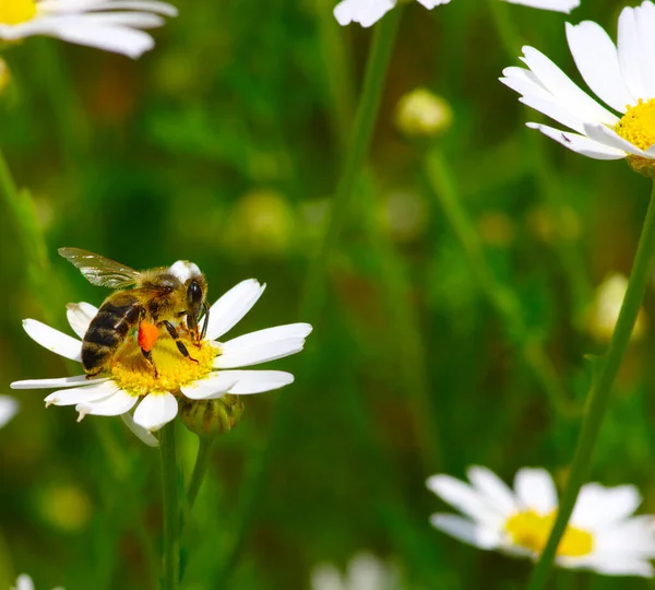 Пчела Цветке Ромашки — стоковое фото